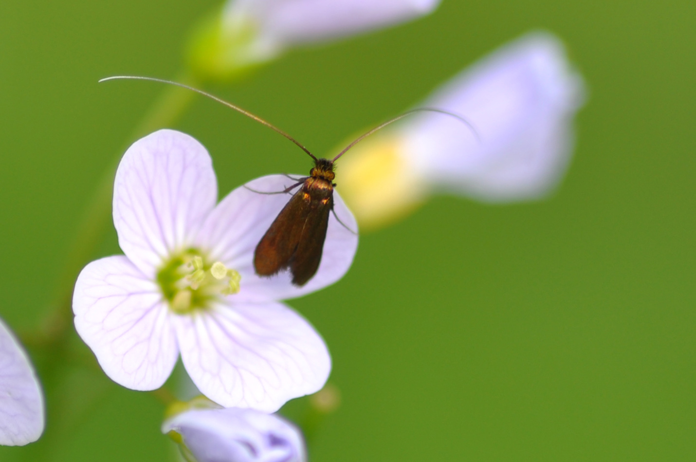 Forse piccola Adelidae?  Cfr. Cauchas rufimitrella